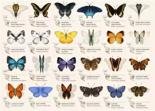 01蝴蝶标本墙 蜂窝形状的蝴蝶标本墙 展示上百种国内外珍稀蝴蝶标本